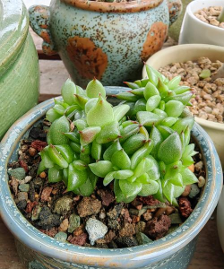 小众送妈妈的花有哪些花