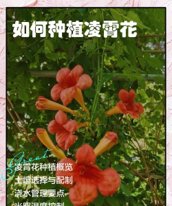 小众送妈妈的花有哪些花
