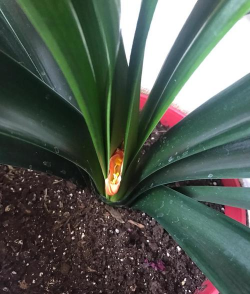 小众送妈妈的花有哪些花