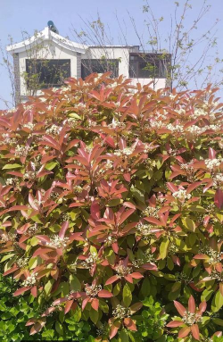 小众送妈妈的花有哪些花