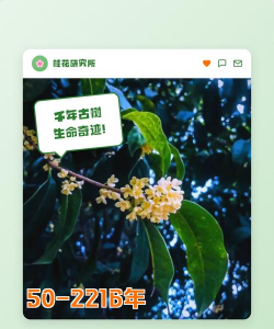 小众送妈妈的花有哪些花