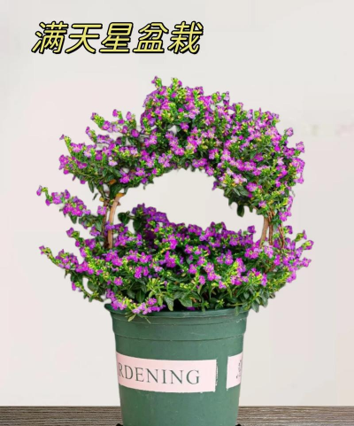 小众送妈妈的花有哪些花