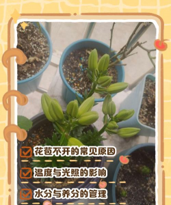 小众送妈妈的花有哪些花