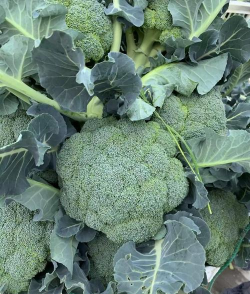 小众送妈妈的花有哪些花