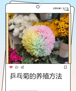 小众送妈妈的花有哪些花