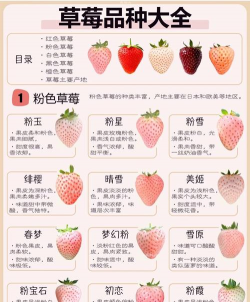 草莓 草莓百科