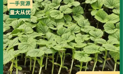 小众送妈妈的花有哪些花