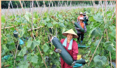 小众送妈妈的花有哪些花