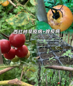 小众送妈妈的花有哪些花