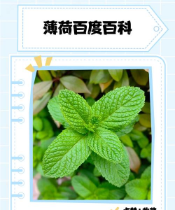 薄荷 薄荷百科