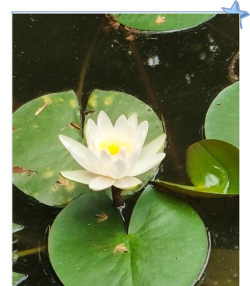 白睡莲 白睡莲百科