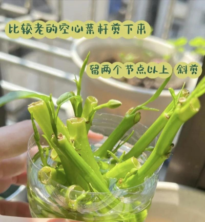 空心菜移栽一窝几个合适