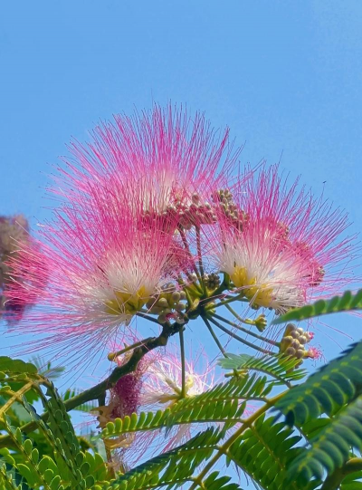 合欢花 合欢花百科