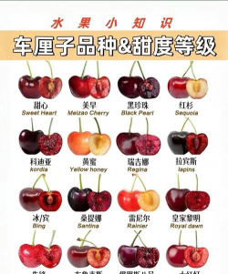 车厘子 车厘子百科