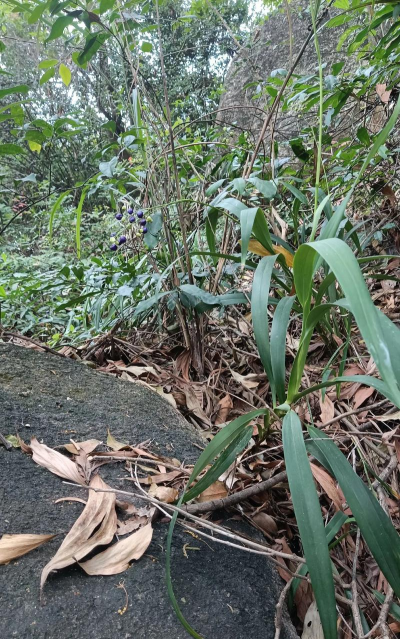 小众送妈妈的花有哪些花