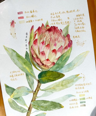 小众送妈妈的花有哪些花