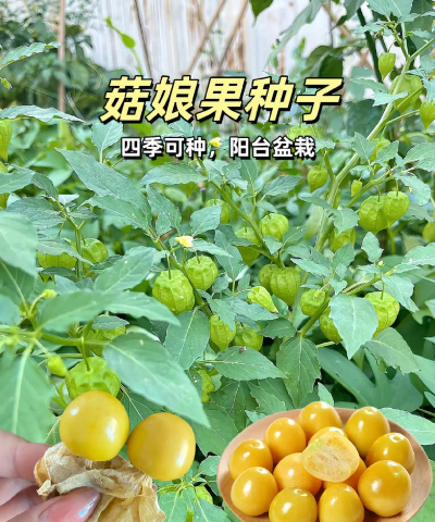 姑娘果 姑娘果百科