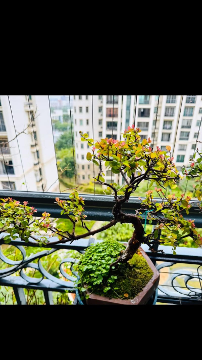 小众送妈妈的花有哪些花