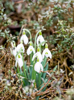 雪叶莲 雪叶莲百科