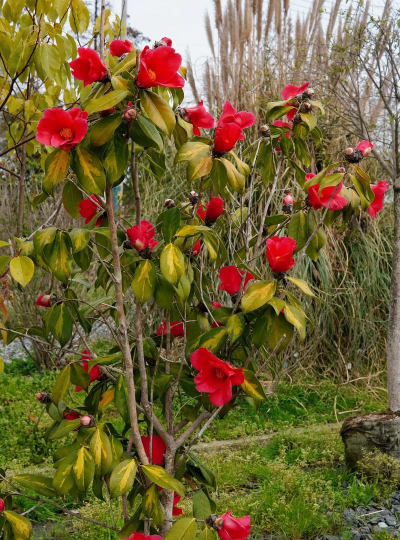 小众送妈妈的花有哪些花