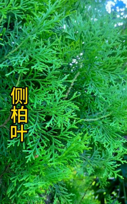侧柏叶 侧柏叶百科