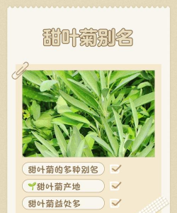 甜叶菊 甜叶菊百科