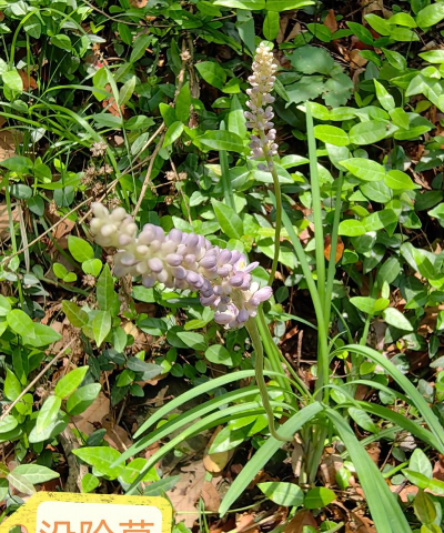 沿阶草 沿阶草百科