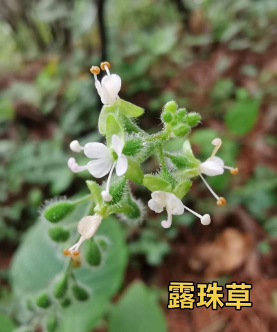 小众送妈妈的花有哪些花