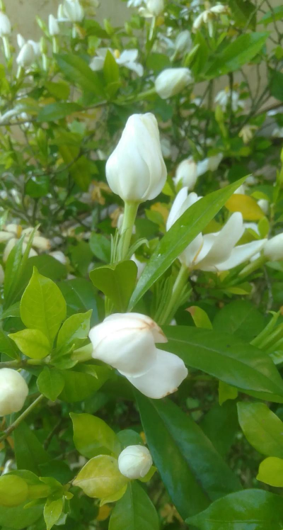 小众送妈妈的花有哪些花