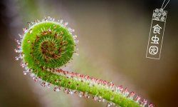 小众送妈妈的花有哪些花