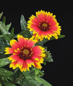 天人菊几月播种