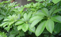 小众送妈妈的花有哪些花