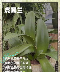 小众送妈妈的花有哪些花