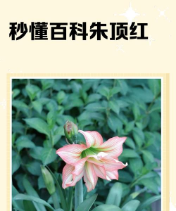 小众送妈妈的花有哪些花