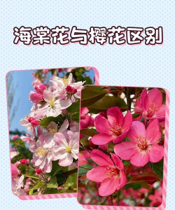 海棠是花还是树