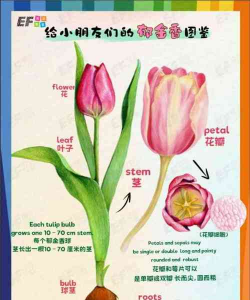 郁金香 郁金香百科