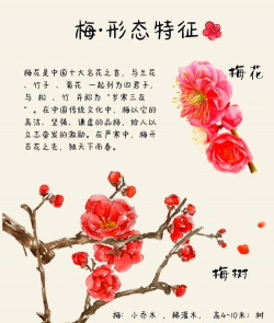 梅花 梅花百科