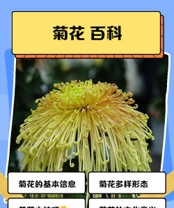 菊花 菊花百科
