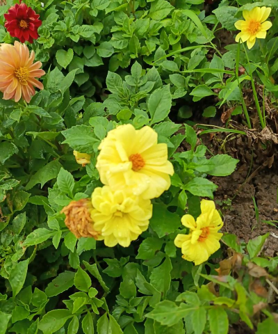 大丽花 大丽花百科