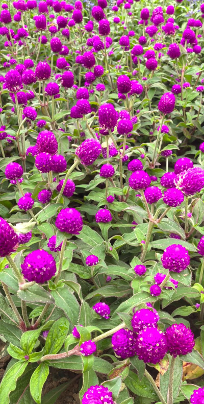 小众送妈妈的花有哪些花