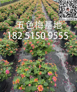 小众送妈妈的花有哪些花