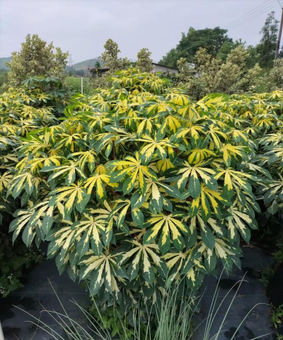 小众送妈妈的花有哪些花