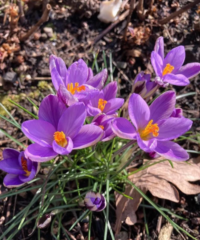 番红花 番红花百科