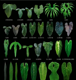 小众送妈妈的花有哪些花