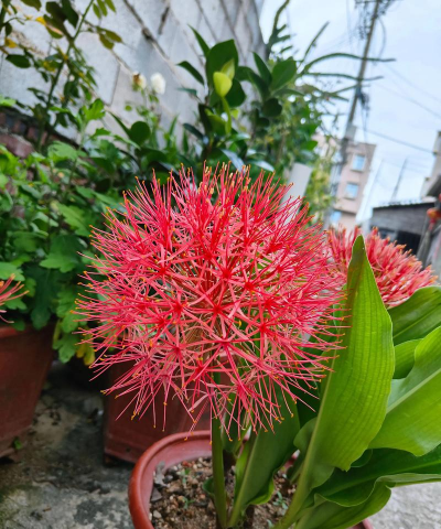 小众送妈妈的花有哪些花