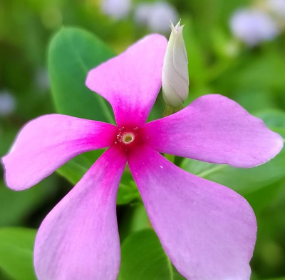 长春花 长春花百科