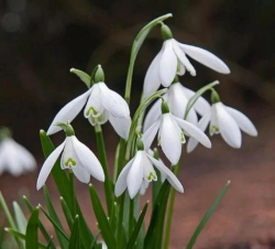 小众送妈妈的花有哪些花