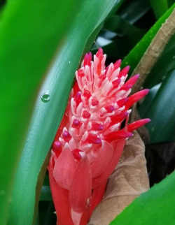 小众送妈妈的花有哪些花