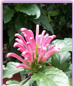 小众送妈妈的花有哪些花