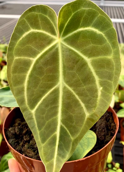 水晶花烛 水晶花烛百科